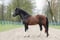 Horse ad