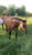 Annuncio cavallo