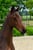 Anuncio de caballos