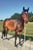 Horse ad