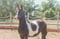 Annonce cheval