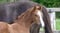Annuncio cavallo