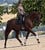 Annuncio cavallo
