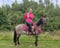 Annuncio cavallo