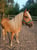 Horse ad