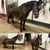 Annuncio cavallo