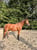 Annuncio cavallo