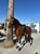 Horse ad