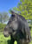 Annuncio cavallo