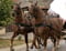 Horse ad