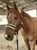 Horse ad