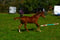 Horse ad