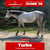 Annuncio cavallo