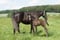 Horse ad