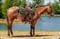 Annonce cheval
