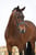 Annuncio cavallo