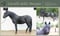 Horse ad