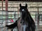 Horse ad