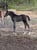 Horse ad