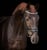Horse ad