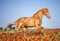 Annuncio cavallo