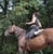 Horse ad