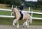 Horse ad