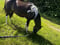 Annuncio cavallo