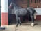 Horse ad
