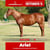 Paardadvertentie