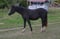 Horse ad