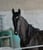 Annonce cheval