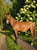 Annuncio cavallo