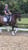 Horse ad