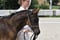 Annuncio cavallo
