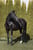 Horse ad