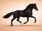 Annuncio cavallo