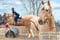 Annuncio cavallo