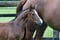 Annuncio cavallo