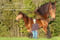 Horse ad