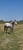 Horse ad