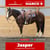 Horse ad