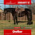 Horse ad