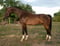 Horse ad