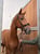 Anuncio de caballos