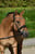 Annuncio cavallo