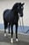 Annuncio cavallo