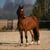 Annuncio cavallo
