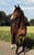 Horse ad