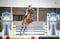 Horse ad
